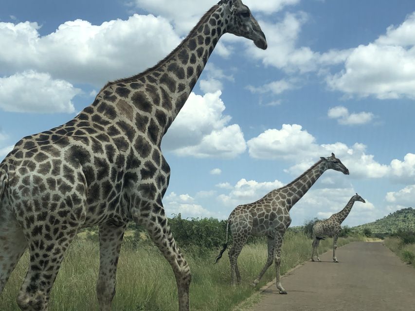 From Johannesburg: Pilanesberg Wildlife Safari - Returning to Johannesburg after a full day