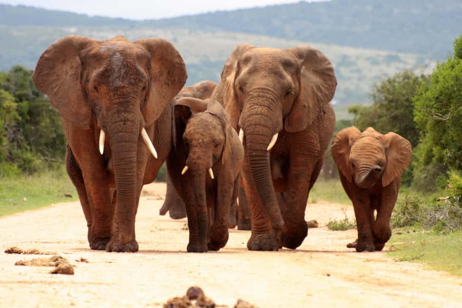 From Johannesburg: Pilanesberg Wildlife Safari - The 2.5-hour road trip from Johannesburg