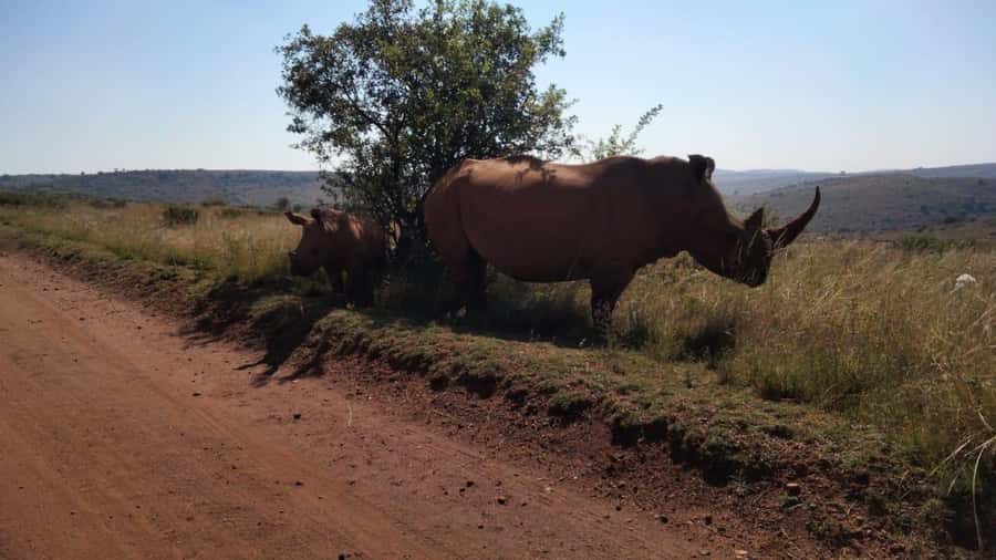 From Johannesburg: Rhino & Lion Safari and Wonder Cave Tour - A Johannesburg day trip with two very different attractions