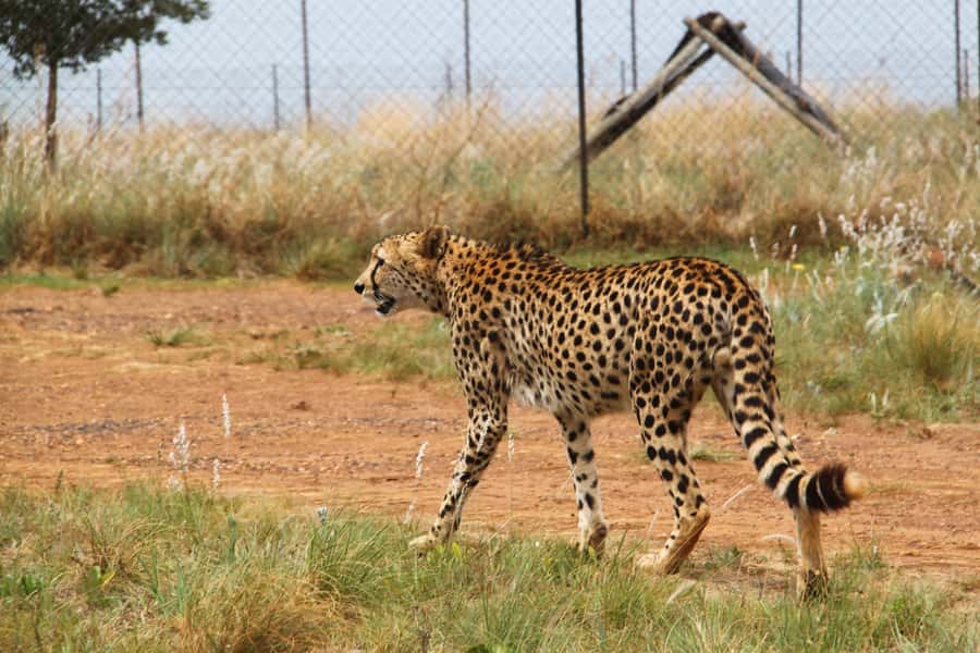 From Johannesburg: Rhino & Lion Safari and Wonder Cave Tour - A compact safari through Bothongo Rhino and Lion Nature Reserve