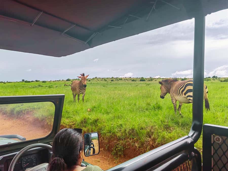 From Johannesburg: Rhino & Lion Safari and Wonder Cave Tour - The Wonder Cave: 2.2 billion years beneath your feet