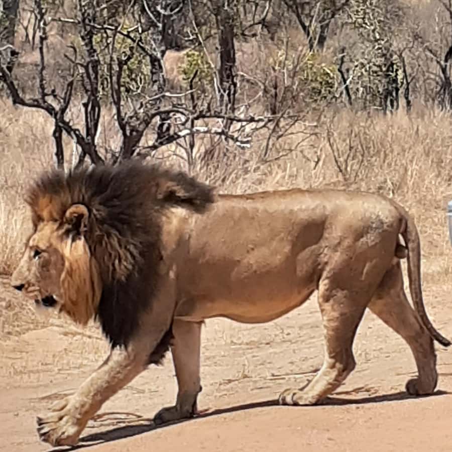 From Malelane: Half Day Kruger Park Wildlife Safari - Searching for the Big Five, and noticing the small animals