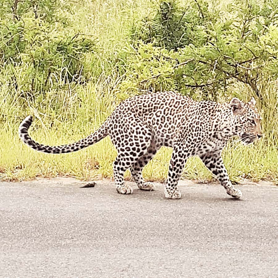 From Malelane: Half Day Kruger Park Wildlife Safari - The Kruger camp stop before 09:00