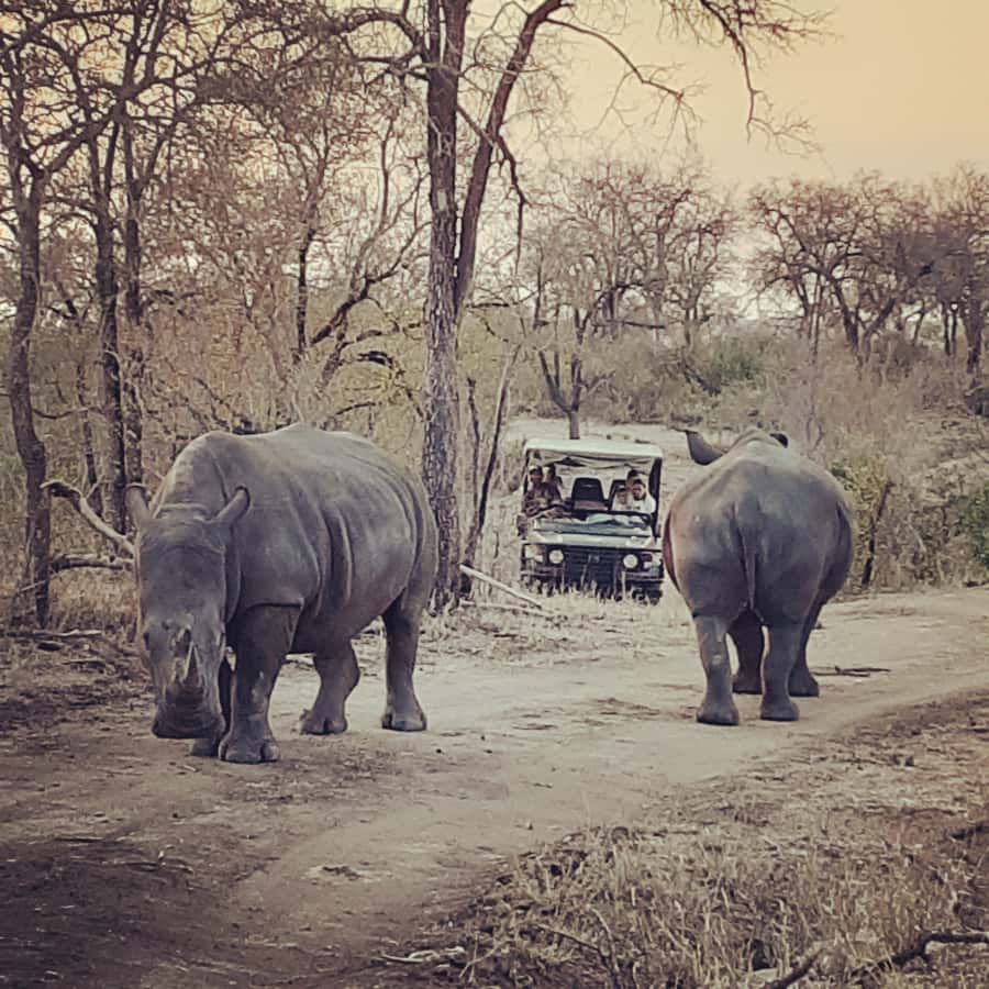 From Malelane: Kruger National Park Afternoon Safari - Key points to know before booking