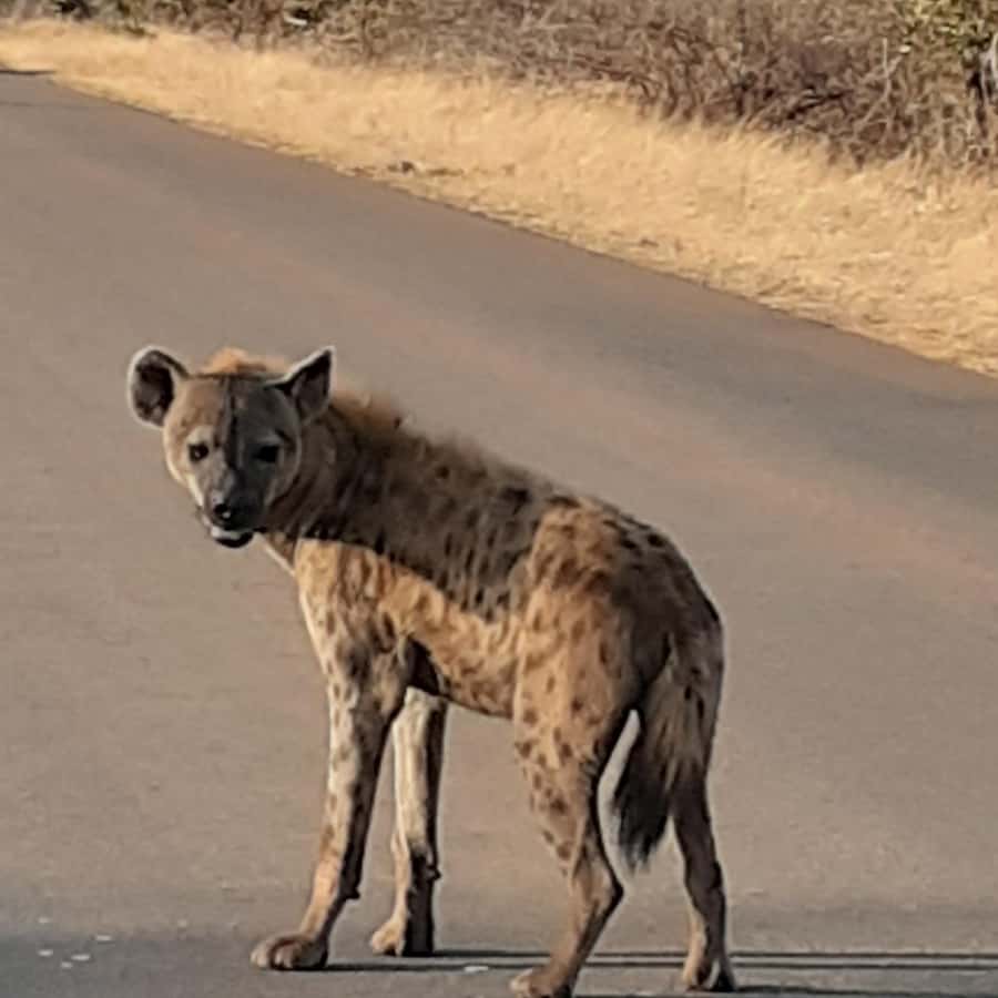 From Malelane: Kruger National Park Afternoon Safari - The 13:00 to 13:30 departure window