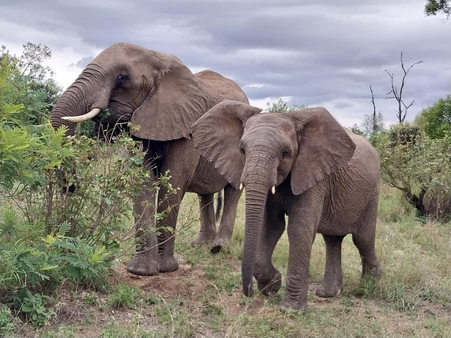 From Malelane: Kruger National Park Afternoon Safari - What the guide adds to the drive