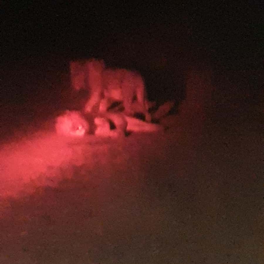 From Malelane: Kruger National Park Afternoon Safari - Staying in the park as the light fades