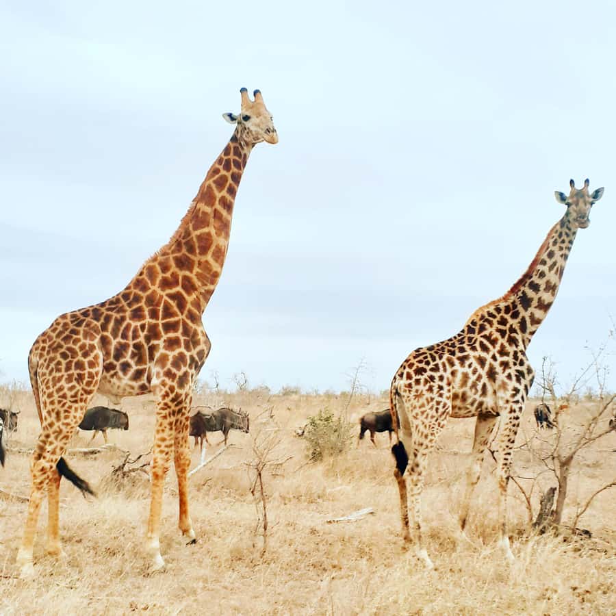 From Malelane: Kruger National Park Afternoon Safari - Why an open 4x4 changes the safari