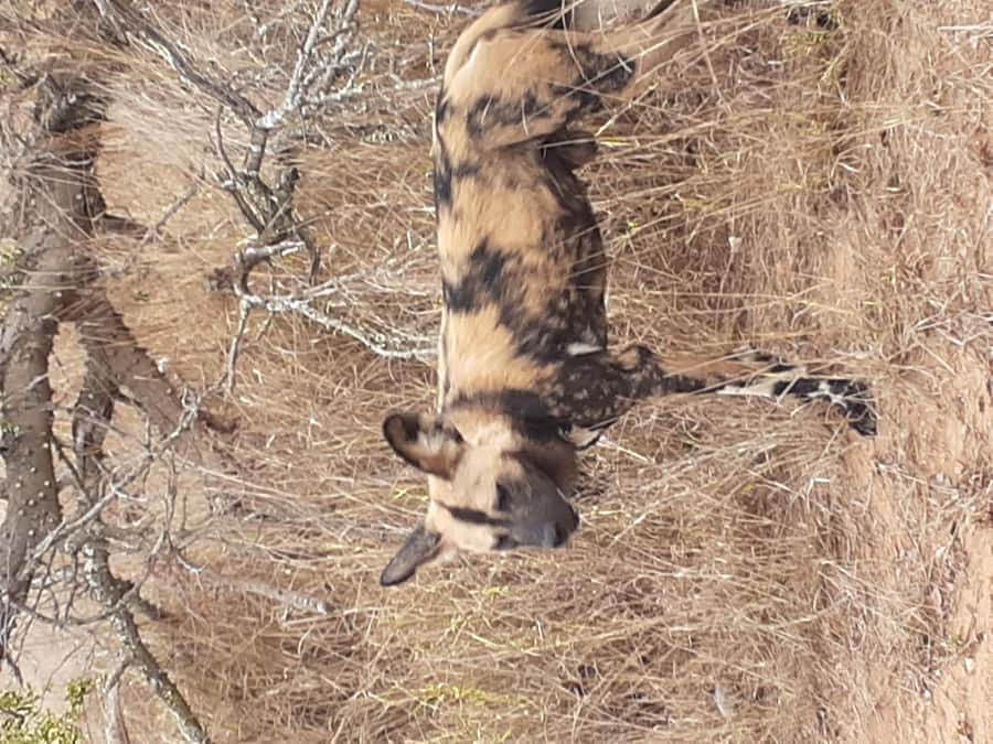 From Malelane: Kruger National Park Full-Day Safari - Key points to know before booking