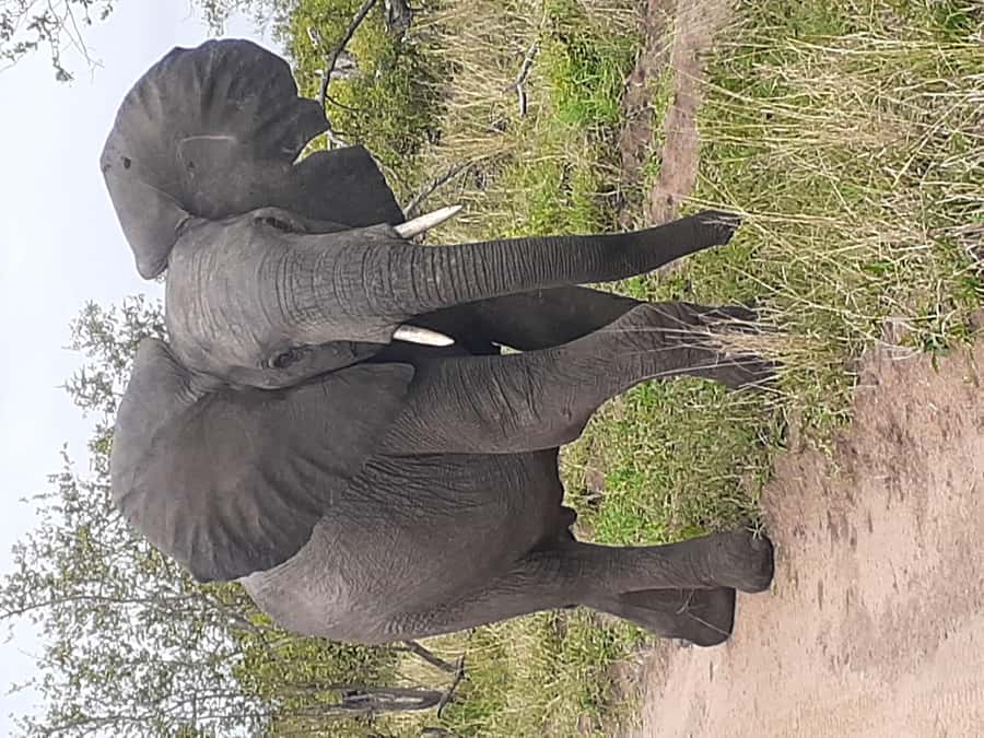 From Malelane: Kruger National Park Full-Day Safari - Searching Kruger’s roads for the Big Five