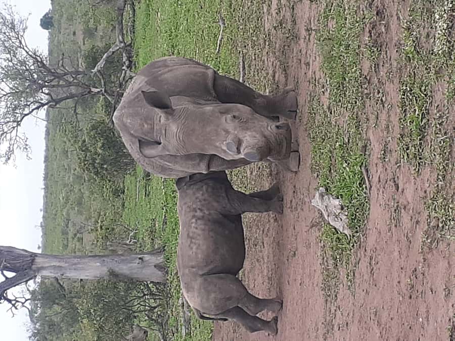 From Malelane: Kruger National Park Full-Day Safari - The open 4x4 gives you a better view
