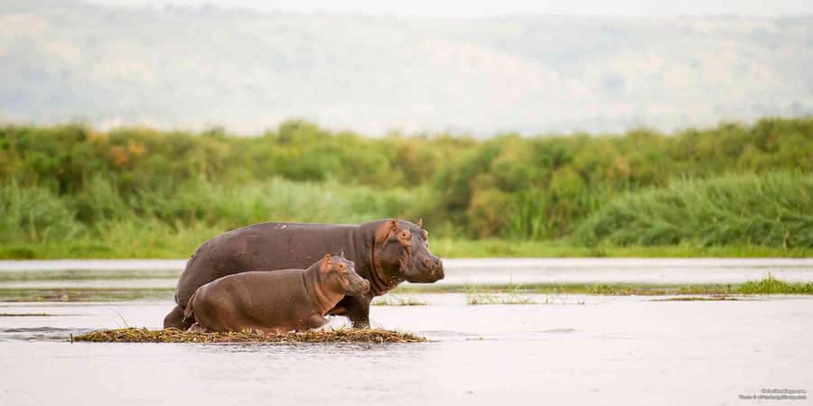 From Marloth Park: Sunset River Cruise Safari - Key points to know before you book