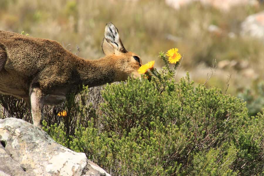 From Oudtshoorn: Full-Day Private Swartberg Mountain Tour - Why the Swartberg Pass makes such a good day trip