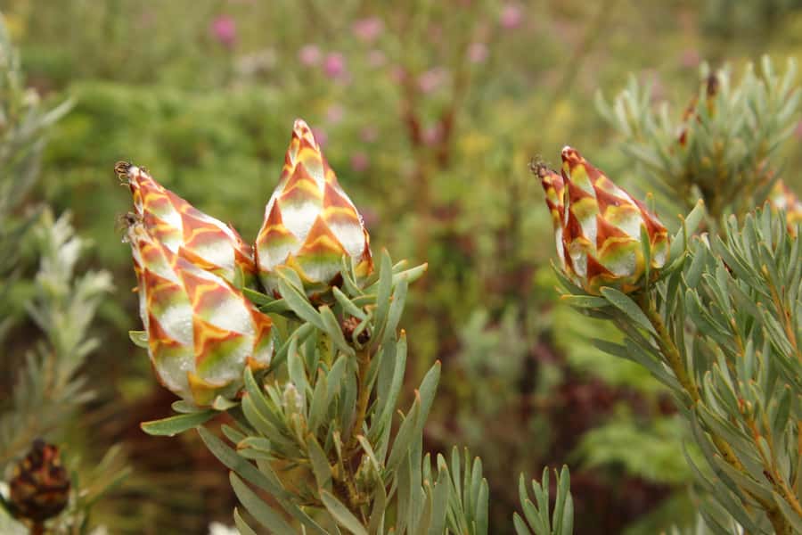 From Oudtshoorn: Full-Day Private Swartberg Mountain Tour - Meiringspoort Waterfall and the route to De Rust
