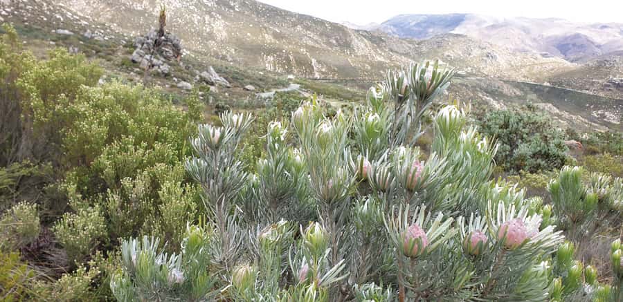 From Oudtshoorn: Full-Day Private Swartberg Mountain Tour - What the private format adds