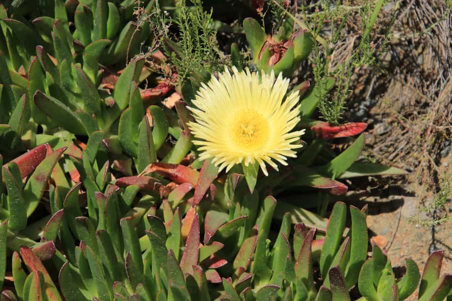 From Oudtshoorn: Full-Day Private Swartberg Mountain Tour - From Oudtshoorn to the 900-meter ascent