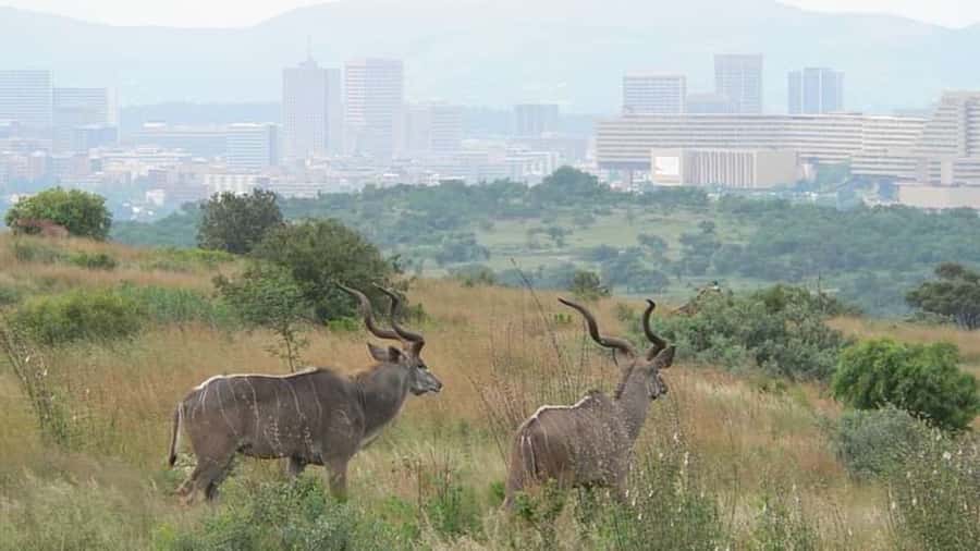 From Pretoria: E-Bike in the wild with game near Jo'burg - Why Groenkloof is an unusual place to ride