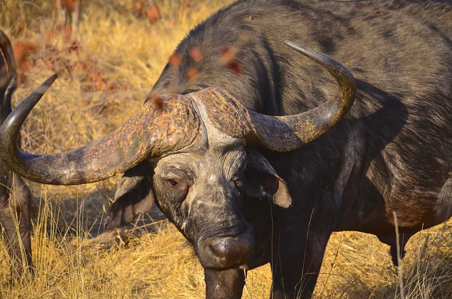 From Richards Bay: Hluhluwe Imfolozi Game Reserve Day Trip - Key points to know before booking