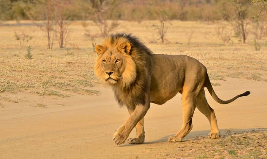From Richards Bay: Hluhluwe Imfolozi Game Reserve Day Trip - A six-hour safari into Zululand