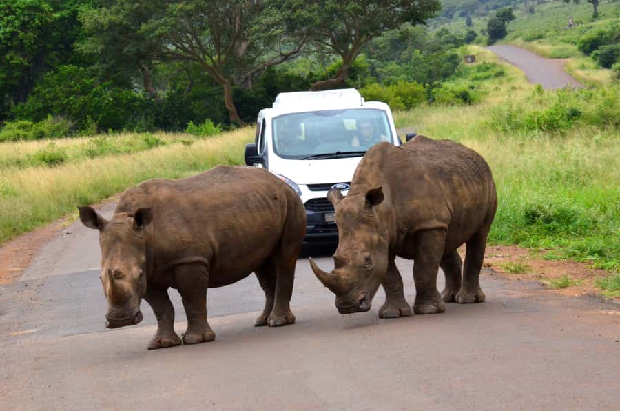 From Richards Bay: Hluhluwe Imfolozi Game Reserve Day Trip - What the drive itself feels like