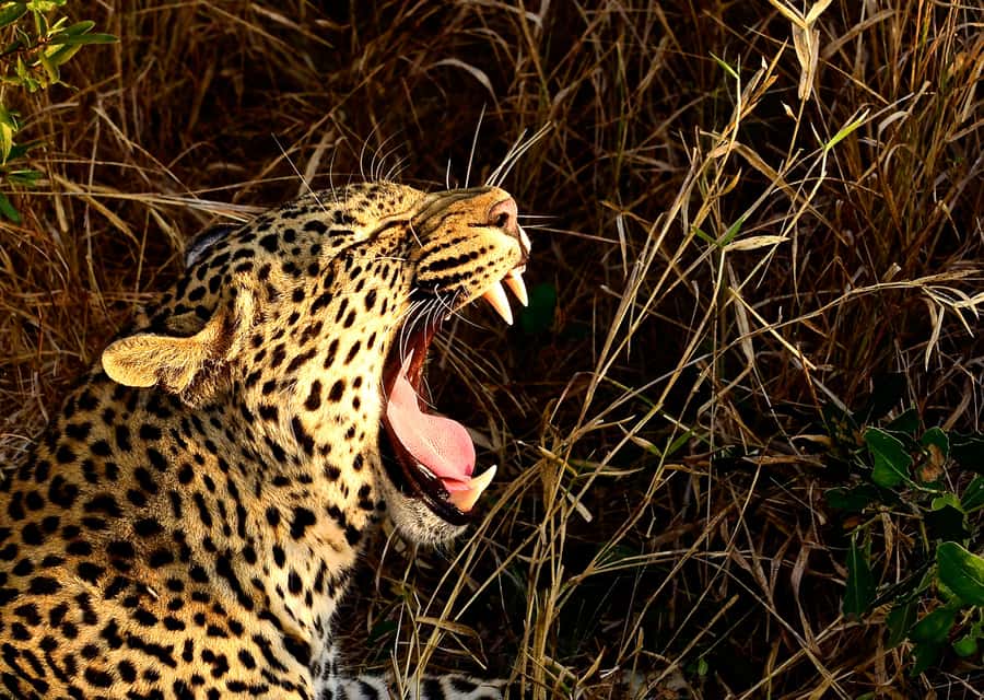 From Richards Bay: Hluhluwe Imfolozi Game Reserve Day Trip - Why Hluhluwe Imfolozi is worth the effort