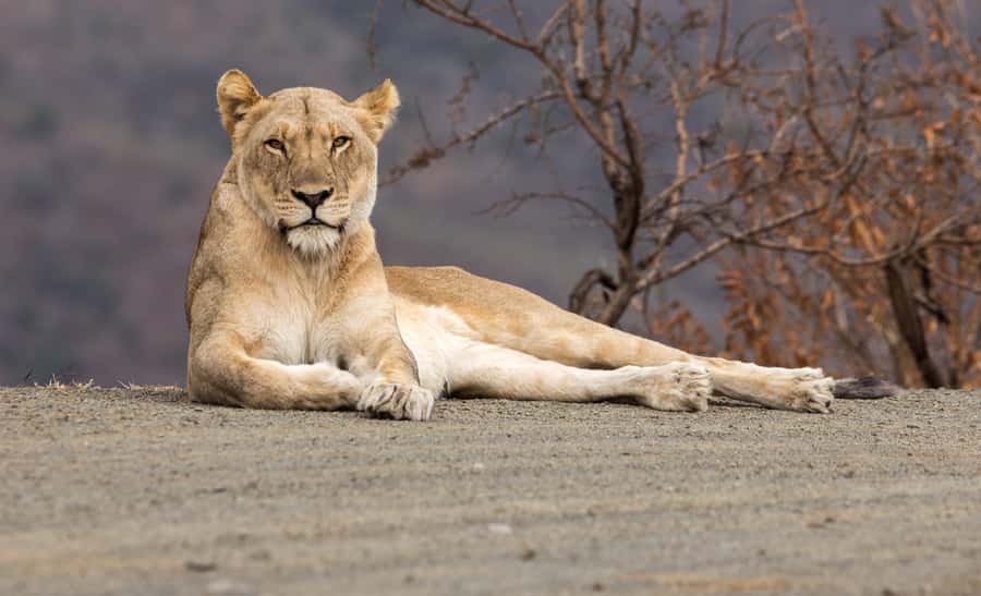 From St Lucia: Big 5 Safari in the Hluhluwe-Imfolozi Park - Breakfast, refreshments, and a South African braai