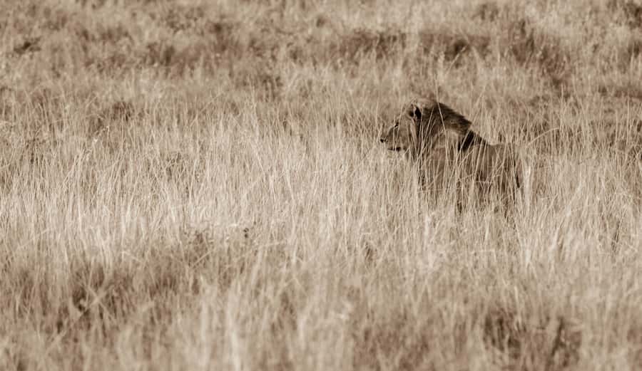 From St Lucia: Big 5 Safari in the Hluhluwe-Imfolozi Park - Should you book the Hluhluwe iMfolozi safari?