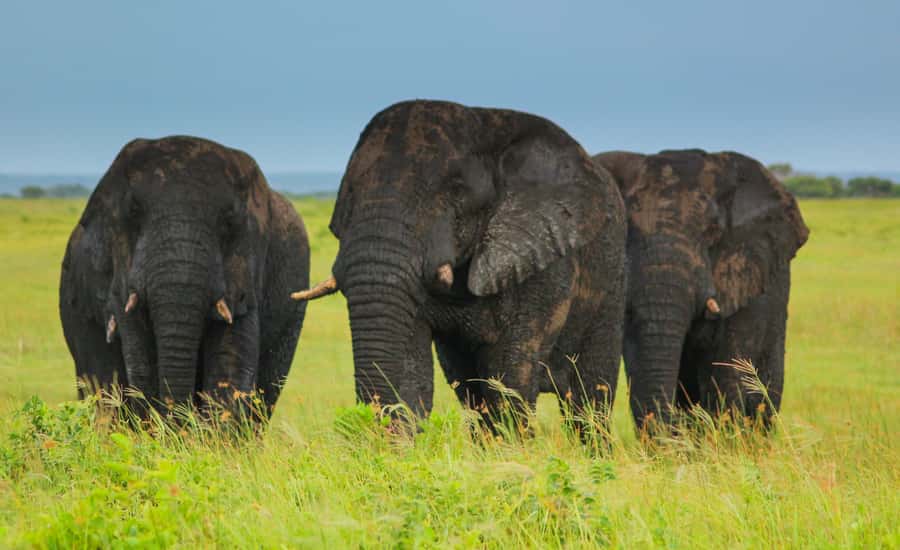 From St Lucia: Cape Vidal Full-Day Snorkeling Safari - Starting in St Lucia with a game-drive view