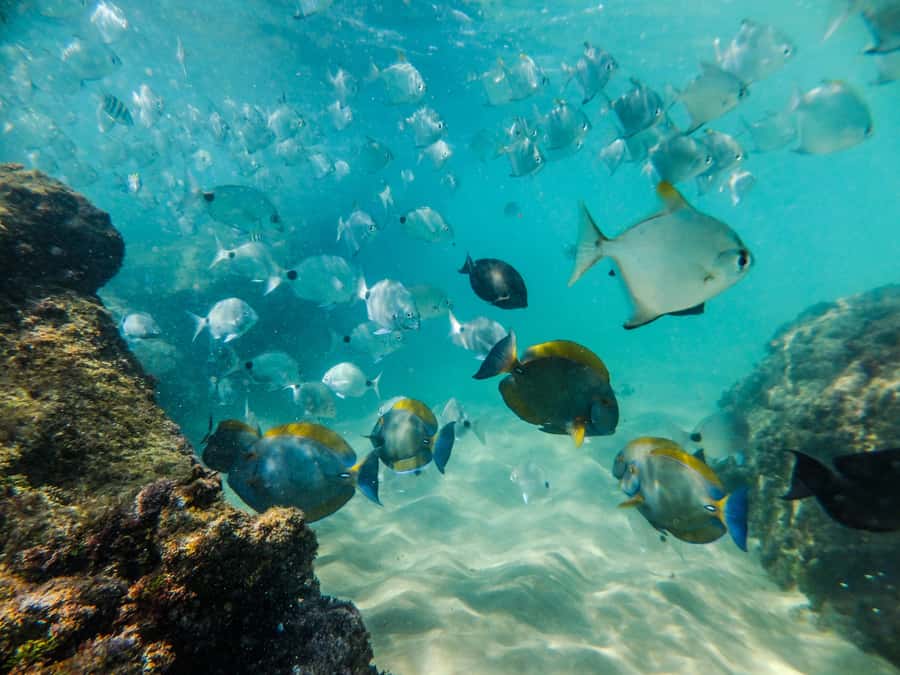From St Lucia: Cape Vidal Full-Day Snorkeling Safari - Breakfast, blankets, and the braai lunch