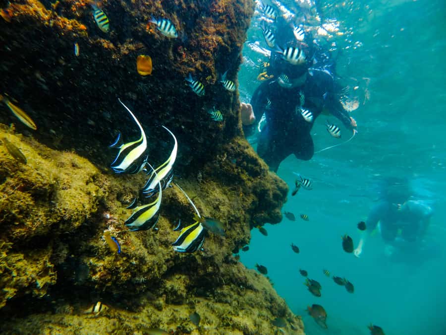 From St Lucia: Cape Vidal Full-Day Snorkeling Safari - iSimangaliso Wetland Park and the search for wildlife