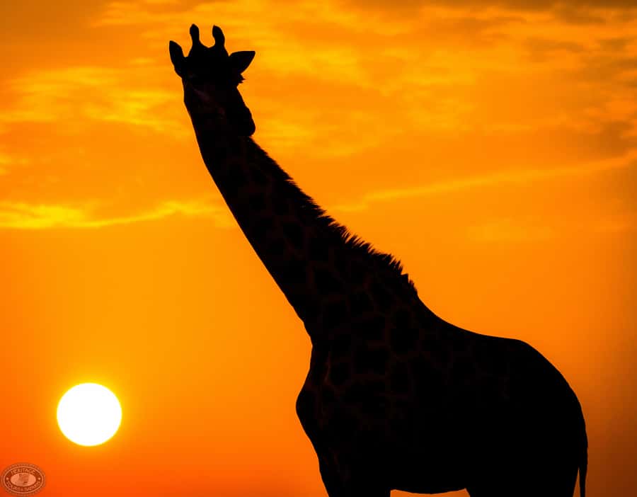 From St Lucia: iSimangaliso Sunset Safari - Why a sunset drive works so well in iSimangaliso