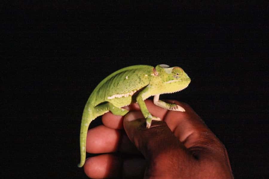From St Lucia: iSimangaliso Wetland Park Night Drive Safari - What the Spotlight Can Reveal
