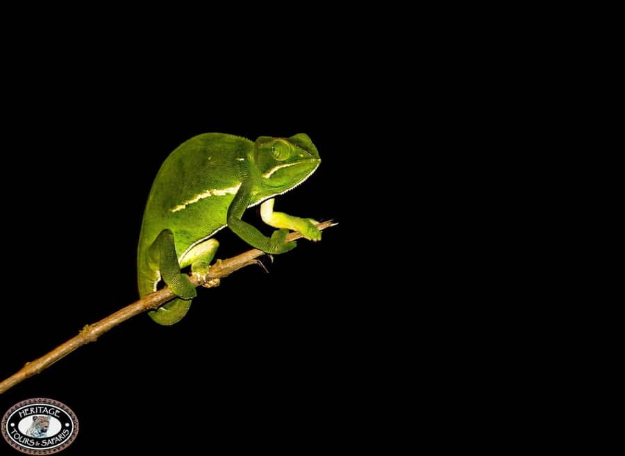 From St Lucia: iSimangaliso Wetland Park Night Drive Safari - A Three-Hour Itinerary With No Forced Stops