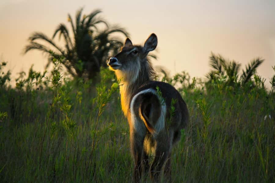 From St Lucia: iSimangaliso Wetland Park Night Drive Safari - Weather, Comfort, and What to Bring