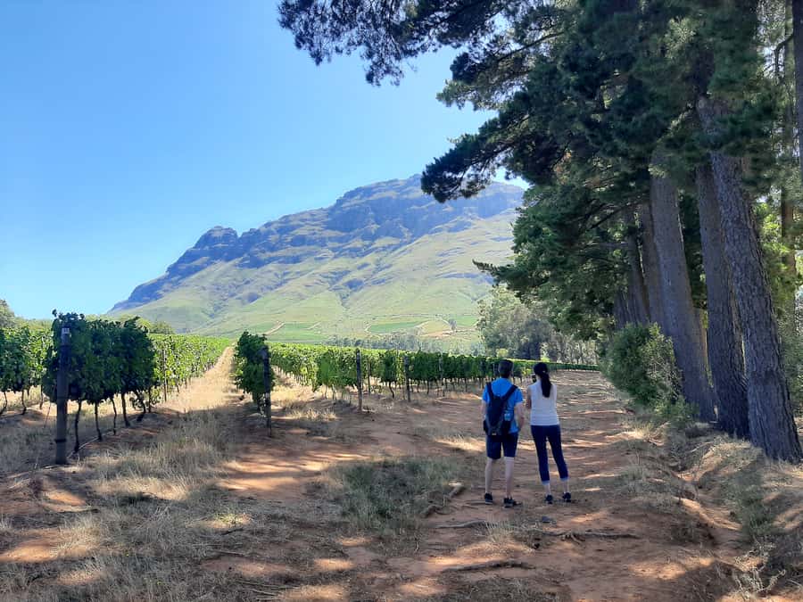 From Stellenbosch: Stellenbosch Guided Vineyard Walk - Key points at a glance