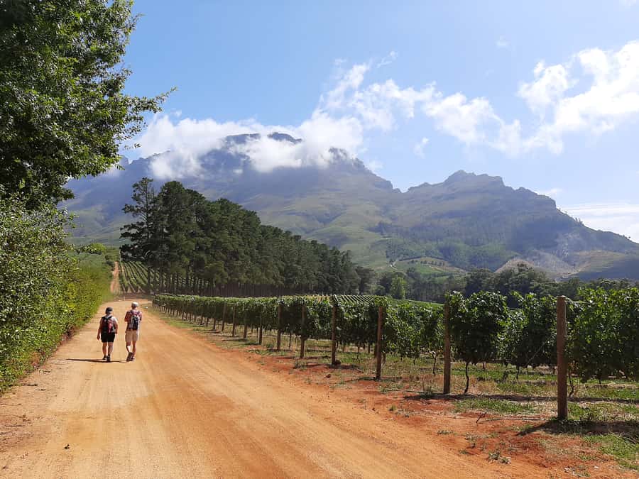 From Stellenbosch: Stellenbosch Guided Vineyard Walk - Why walking makes Stellenbosch wine country click
