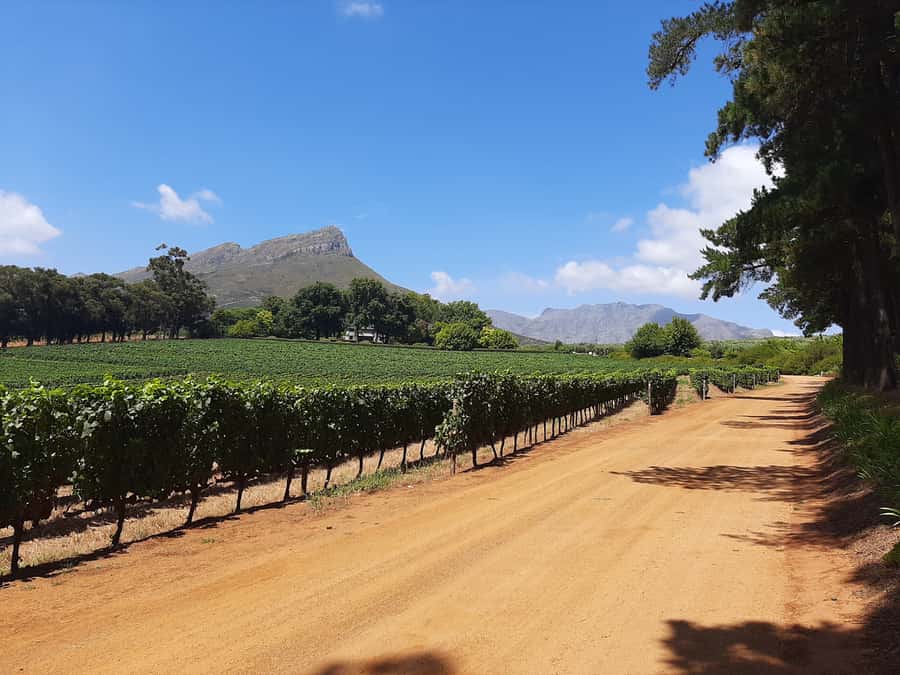 From Stellenbosch: Stellenbosch Guided Vineyard Walk - Private paths, olives, and proteas