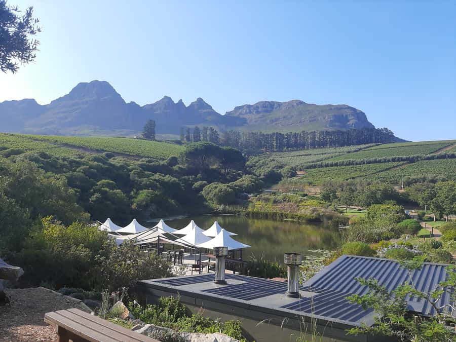 From Stellenbosch: Stellenbosch Guided Vineyard Walk - Two wineries and a cellar visit