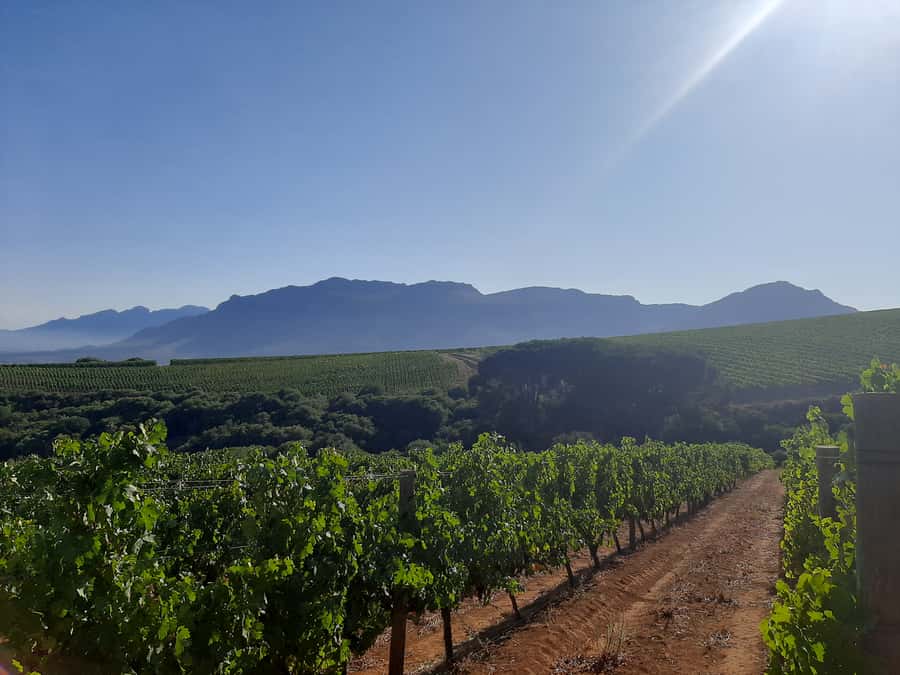 From Stellenbosch: Stellenbosch Guided Vineyard Walk - The light lunch question
