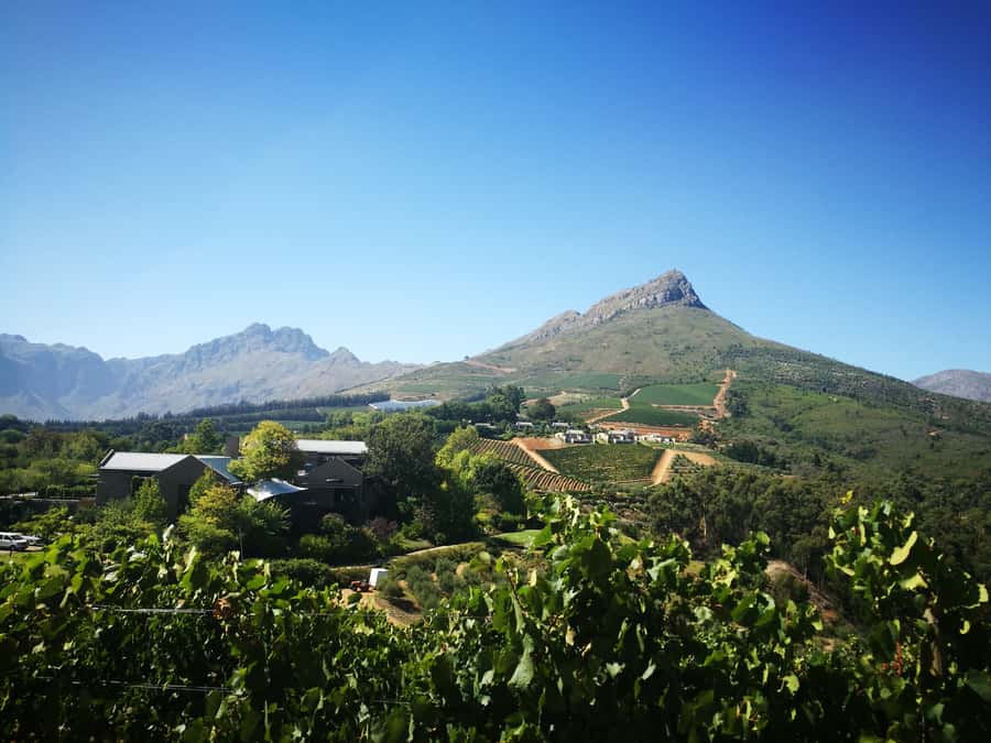 From Stellenbosch: Stellenbosch Guided Vineyard Walk - Who will enjoy this walk most