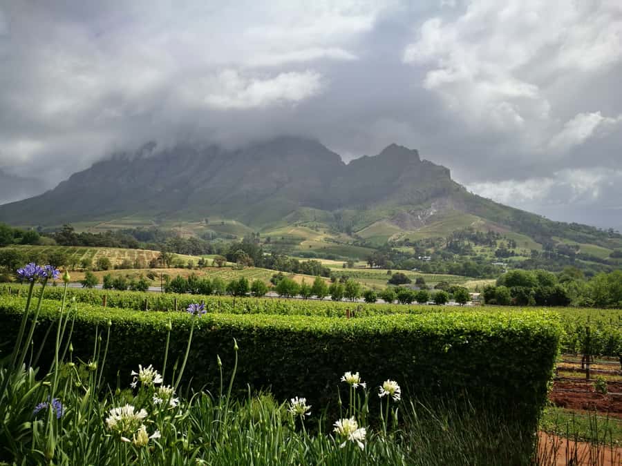 From Stellenbosch: Stellenbosch Guided Vineyard Walk - Practical preparation for the five-hour outing