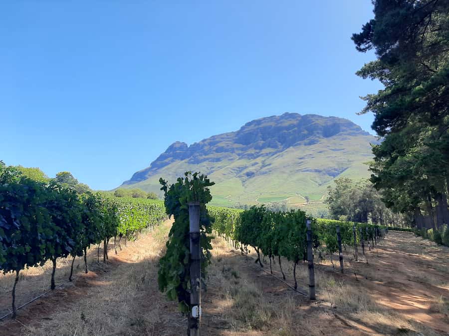 From Stellenbosch: Stellenbosch Guided Vineyard Walk - The first vineyard orientation
