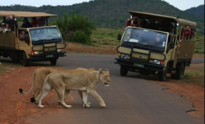 Pilanesberg National Park 3-Hour Game Drive
