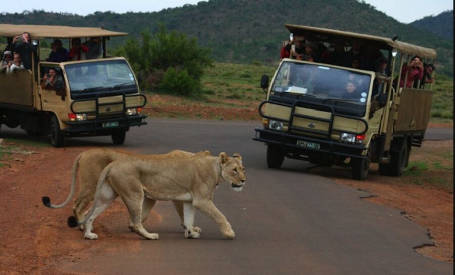 From Sun City: Pilanesberg National Park 3-Hour Game Drive - Into Pilanesberg’s extinct volcanic crater