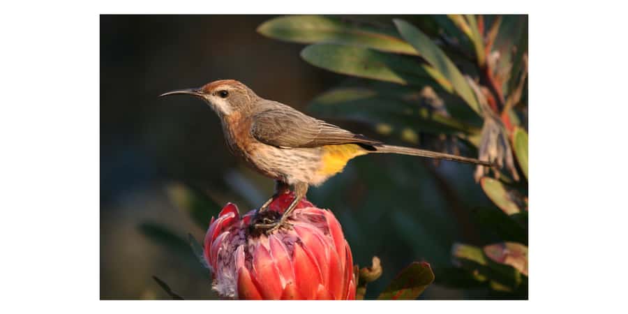 From Underberg: Sani Pass Birding Tour with Birding Guide - Wetlands, grasslands and the search for cranes