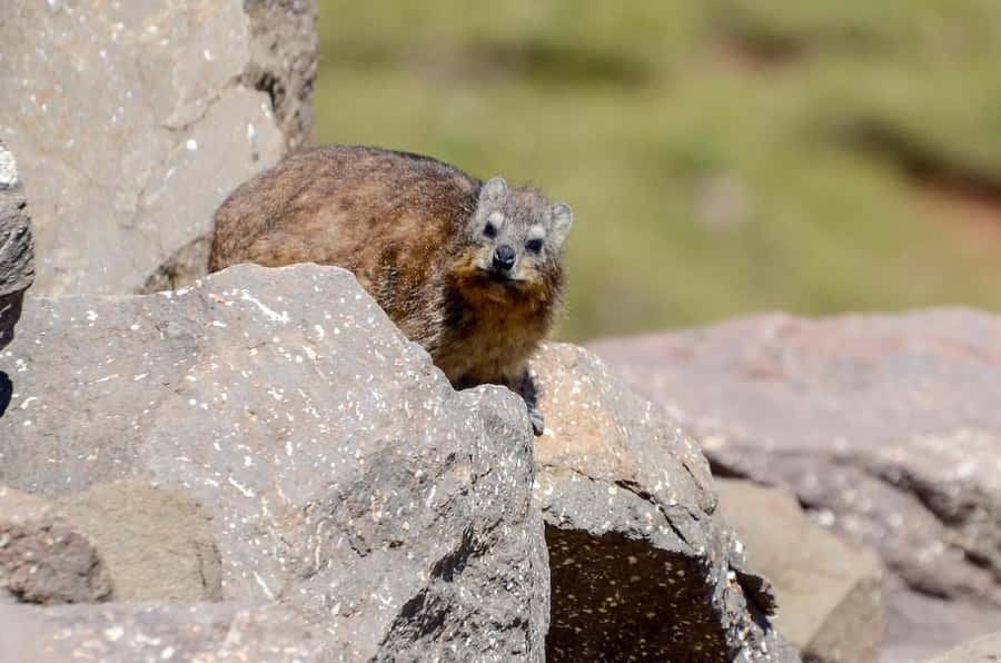 From Underberg: Sani Pass Private Day Tour - Starting from Underberg in a private 4x4