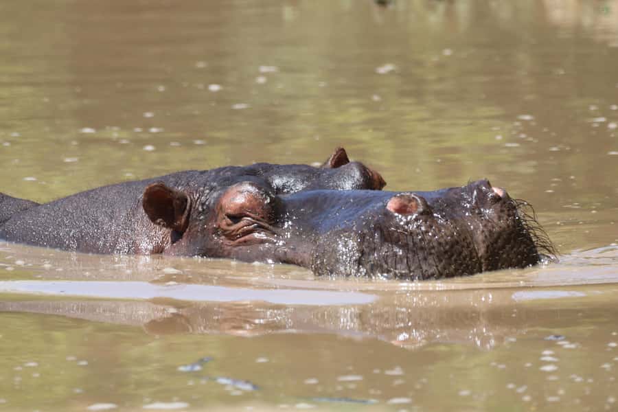 Full-Day Addo Park & Schotia Game Reserve (Open 4x4 vehicle) - Key points to know before booking