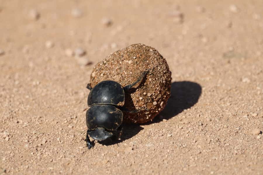 Full-Day Addo Park & Schotia Game Reserve (Open 4x4 vehicle) - A 1.5-hour lunch stop in the park
