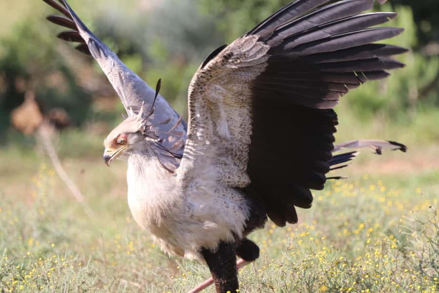 Full-Day Addo Park & Schotia Game Reserve (Open 4x4 vehicle) - Three hours at Schotia Safaris Private Game Reserve