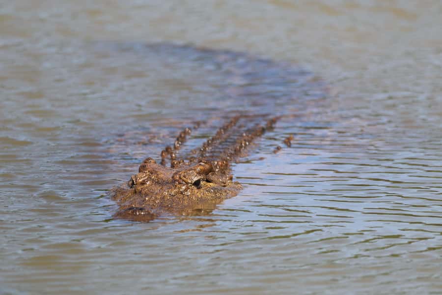 Full-Day Addo Park & Schotia Game Reserve (Open 4x4 vehicle) - What $305 buys you